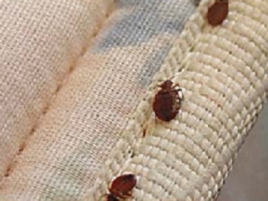 夏港病媒生物控制机构6个防治方法消灭臭虫